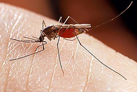 Malaria Transmission Humans are bitten by an infected female Anopheles mosquito The Plasmodium parasite reproduces