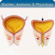 Voiding Physiology The bladder has 2