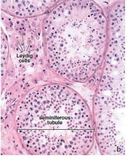 Leydig Cells Leydig cells (interstitial cells) are located outside the seminiferous tubules The main function - secretion of testosterone and other androgens: In the embryo - essential for the normal