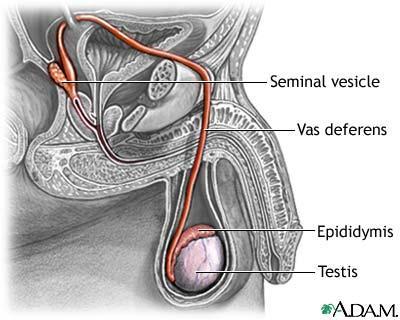 Spermatic Ducts Newly formed sperm cells travel through a series of ducts to reach the urethra Intratesticular ducts: Straight tubules Sertoli cells, simple cuboidal epithelium Rete testis low