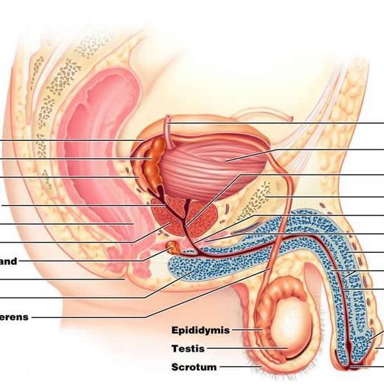 Spermatic ducts ductus deferens ejaculatory