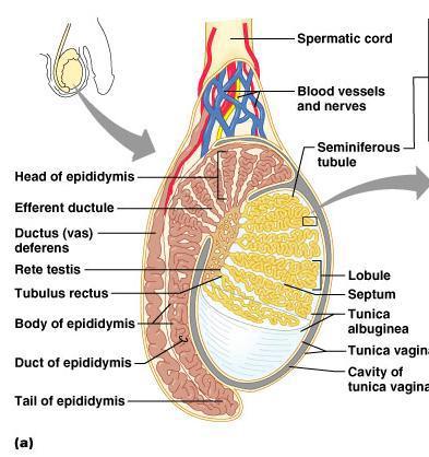 Epididymis Contains the efferent ductules and the duct of the epididymis Lined by