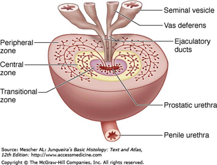 PROSTATE GLAND The adult prostatic parenchyma is divided into four anatomically and clinically distinct zones: 1. The central zone 2.