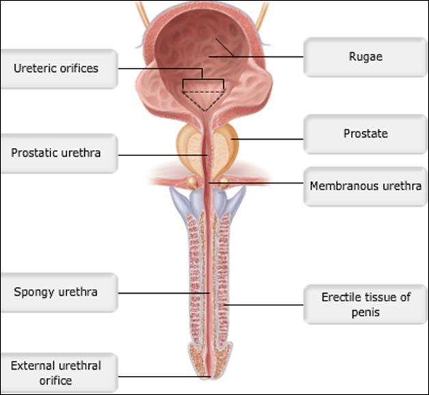 Urethra Conducts both urine and seminal fluid 3 parts: 1.Prostatic part surrounded by the prostate, lined by transitional epithelium, receives prostatic and ejaculatory ducts 2.