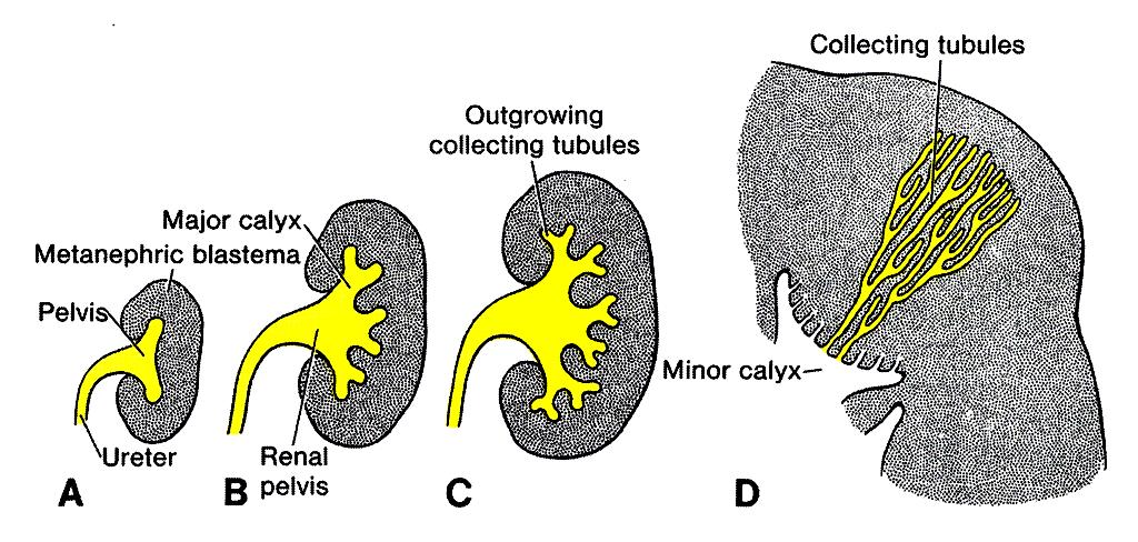Urogenital system Definitive kidneys - Metanephros Repeated branching of ureteric