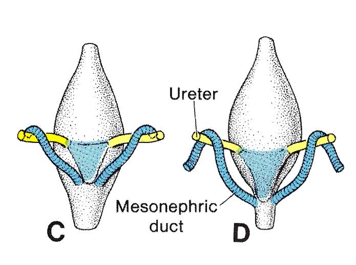 Urinary system Bladder + Ureters + Urethra Posterior view Urachus Ureter Ureter Trigone Primitive urethra Ejaculatory duct alantois expands - urinary bladder initially bladder is