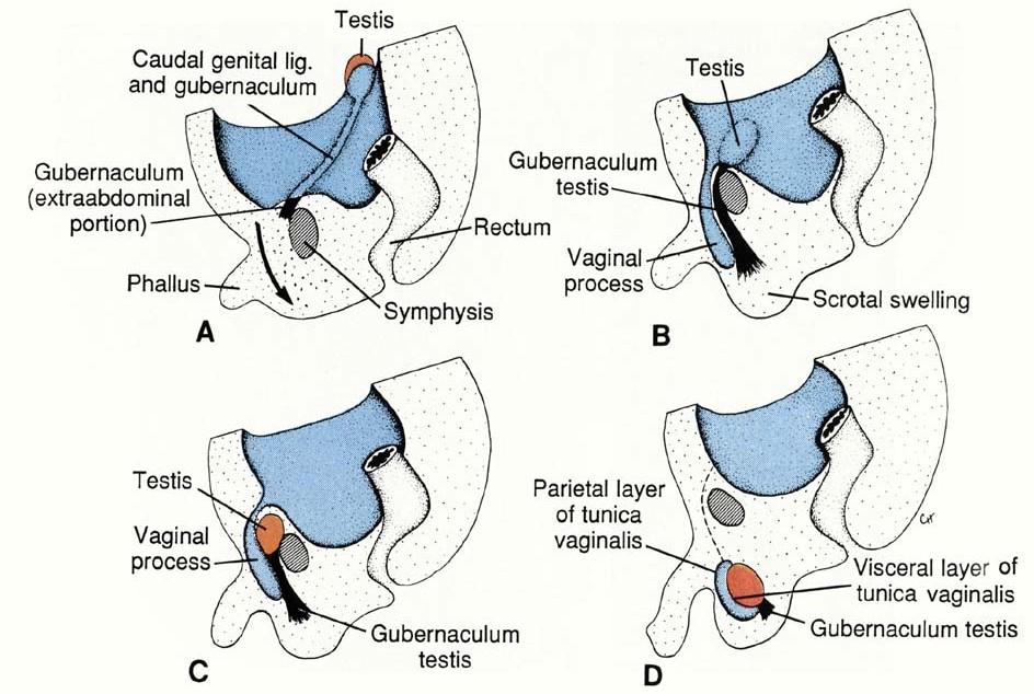 Genital system Descent of the testes Prerequisites + driving forces for the descent of testes: testes enlargement atrophy of mesonphros allows for caudal movement tension of gubernaculum atrophy of