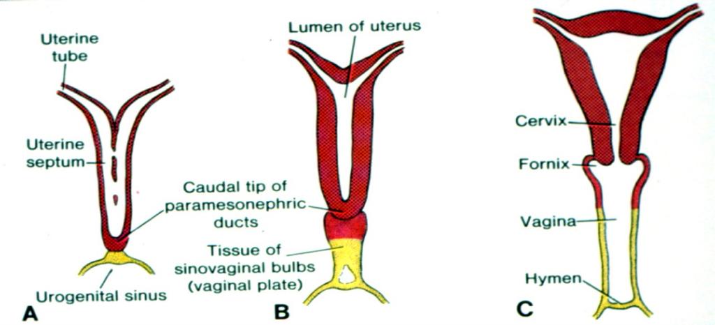 Genital system Duct system