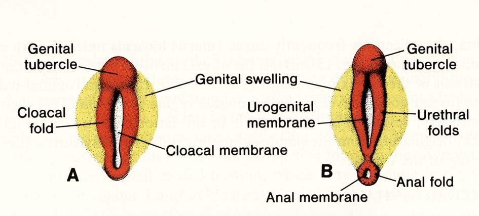 urogenitale primitivum demarcated by: Genital