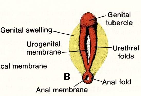 folds MALE Penis Genital tubercle FEMALE Clitoris Urethra
