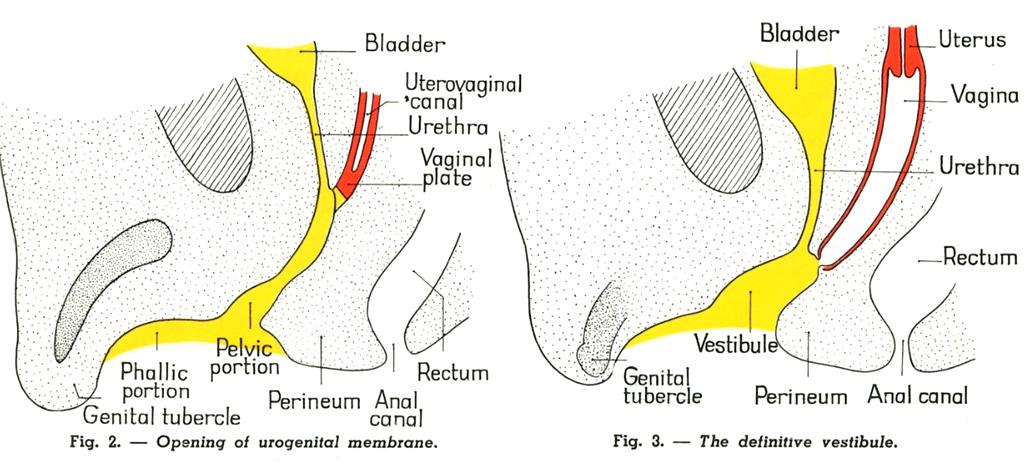 sinus urethra develops from the more cranial part