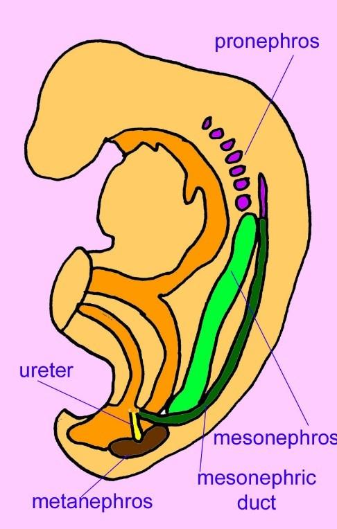Urogenital system Early forms of kidneys - Pronephros Recapitulation of three stages of evolution