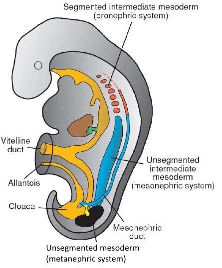 Urogenital system Early forms of kidneys - Mesonephros Mesonephros caudal continuation of nephrogenic cord