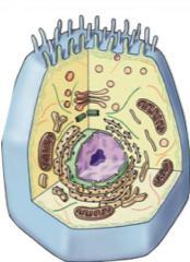 Types of cells Prokaryote Cells & Cell Organelles bacteria cells Doing Life s Work Eukaryotes 2009-2010