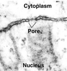 cytoplasm Nucleolus