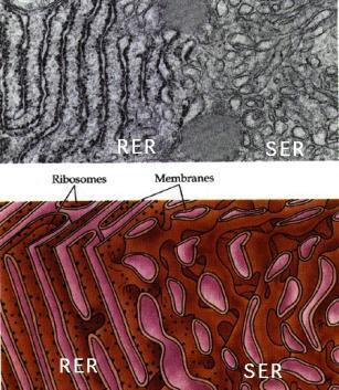 cell membrane s Types of Smooth function rough smooth Membrane