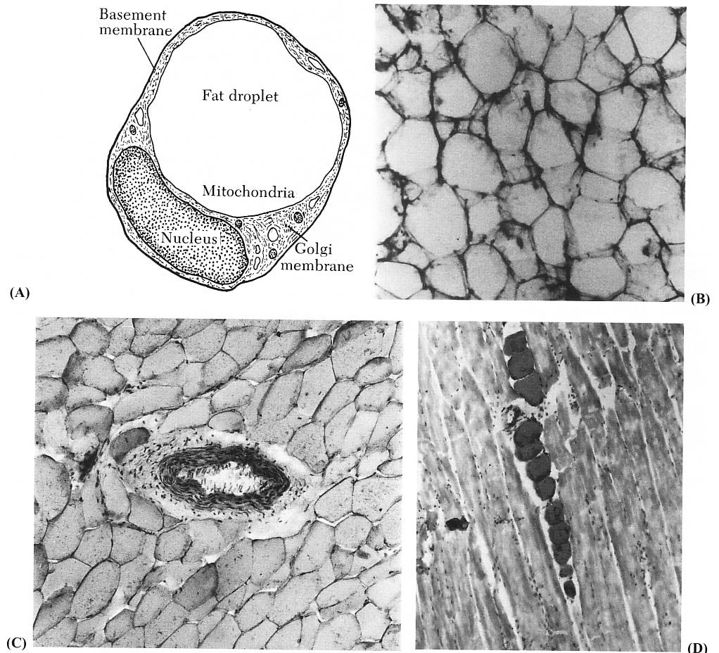 Diagram and photomicrographs of fat cells.