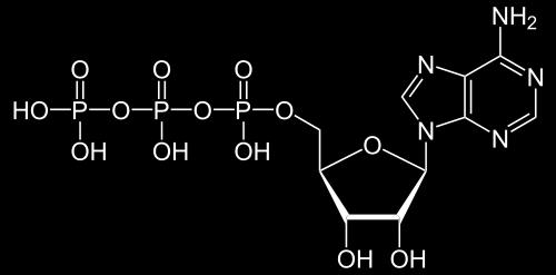 AMP, ADP, ATP adenosine monophosphate (AMP): one phosphate adenosine diphosphate (ADP): two