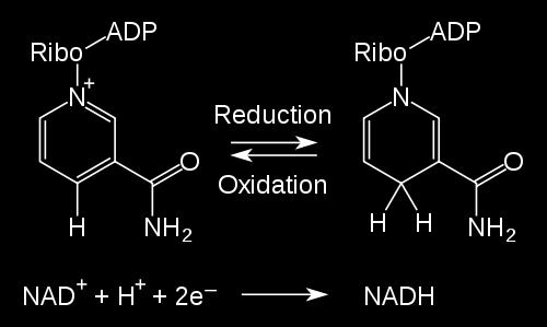 Redox Forms NAD + and