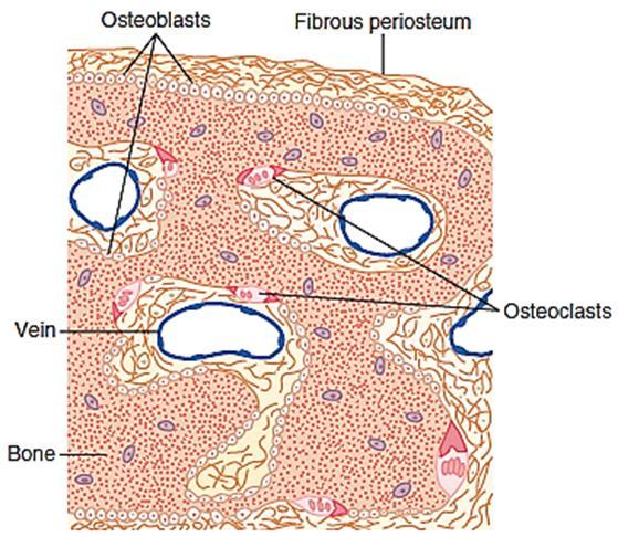 Deposition of Bone by the Osteoblasts.