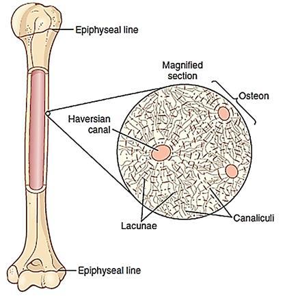 Osteoclasts usually exist in small but concentrated masses, and once a mass of osteoclasts begins to develop, it usually eats away at the bone for about 3 weeks, creating a tunnel that ranges in