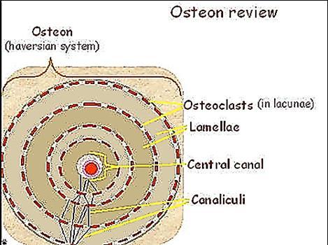 Bone deposition continues for several months, with the new bone being laid down in successive layers of concentric circles (lamellae) on the inner surfaces of the cavity until the tunnel is filled.