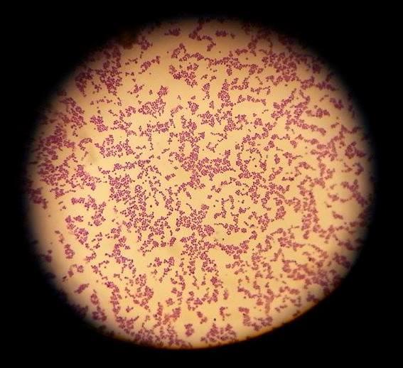 Microbiology lab Respiratory system Third medical year Lab contents: Gram positive bacteria (Staphylococcus and