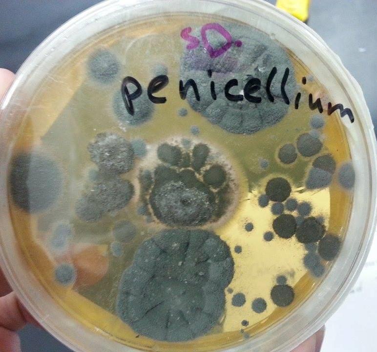 Penicillium spp These filamentous fungi include a lot of species; one example is Penicillium notatum which