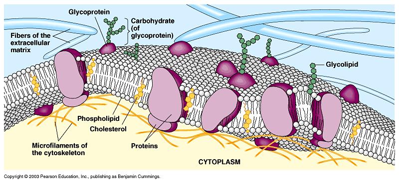 CELLS and TRANSPORT Student Packet SUMMARY CELL MEMBRANES ARE SELECTIVELY PERMEABLE DUE TO THEIR STRUCTURE Hydrophilic head Hydrophobic tail Hydrophobic regions of protein Hydrophilic regions of
