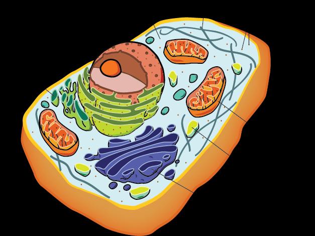 membrane-bound organelles while eukaryotic cells have internal membranes that compartmentalize cellular functions and specific enzymatic reactions.