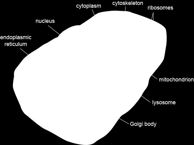 THE STRUCTURE AND FUNCTION OF SUBCELLULAR COMPONENTS PROVIDE ESSENTIAL CELLULAR PROCESSES Ribosomes are small structures found in all organisms and consist of ribosomal RNA and
