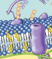 Membrane Proteins Proteins determine membrane s specific functions