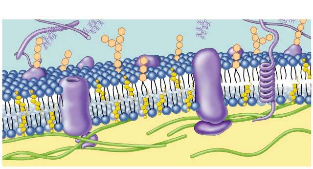 Membrane is a collage of proteins & other molecules embedded in the fluid matrix of the lipid bilayer Glycoprotein Extracellular fluid Glycolipid