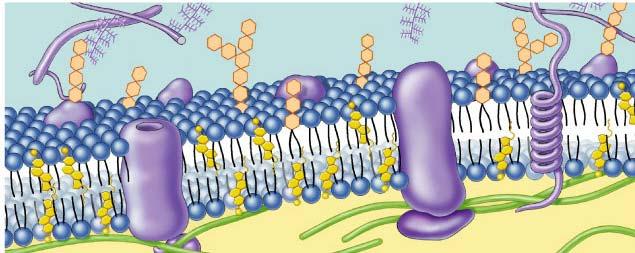 Cell membrane defines cell Cell membrane separates living cell from aqueous environment thin barrier = 8nm thick Controls