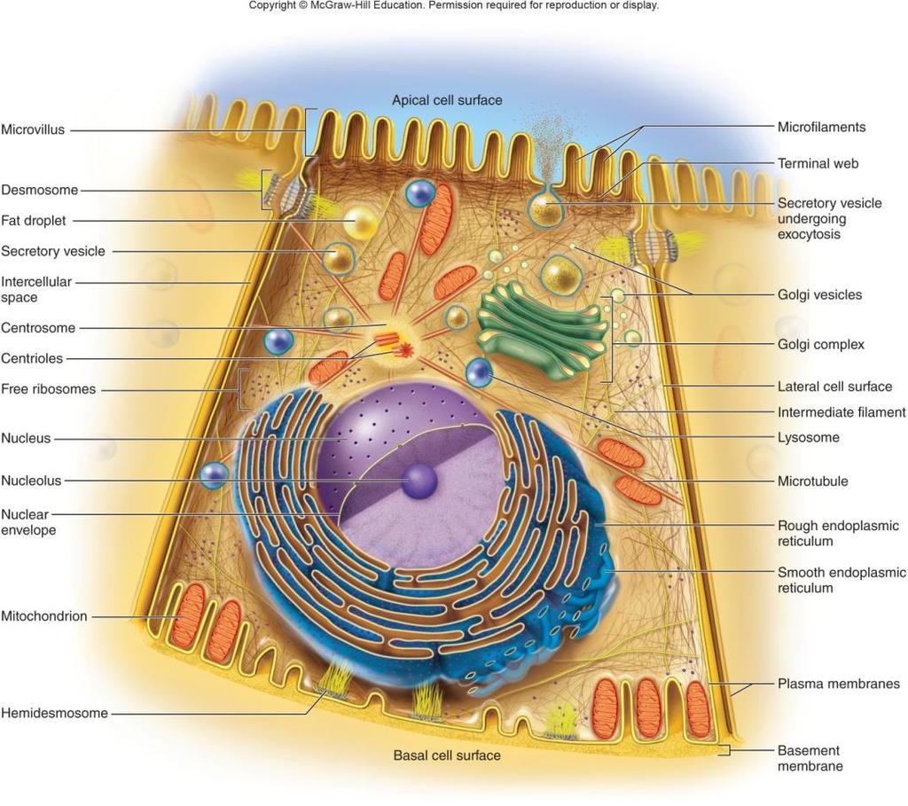 Basic Components of a Cell Plasma (cell) membrane Surrounds cell, defines boundaries Made of proteins and lipids Cytoplasm Organelles Cytoskeleton Inclusions