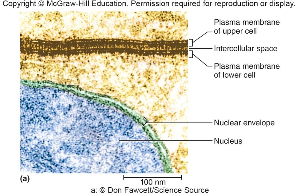 The Plasma Membrane Plasma membrane border of the cell Appears as pair of dark parallel lines when viewed with electron microscope Has intracellular and