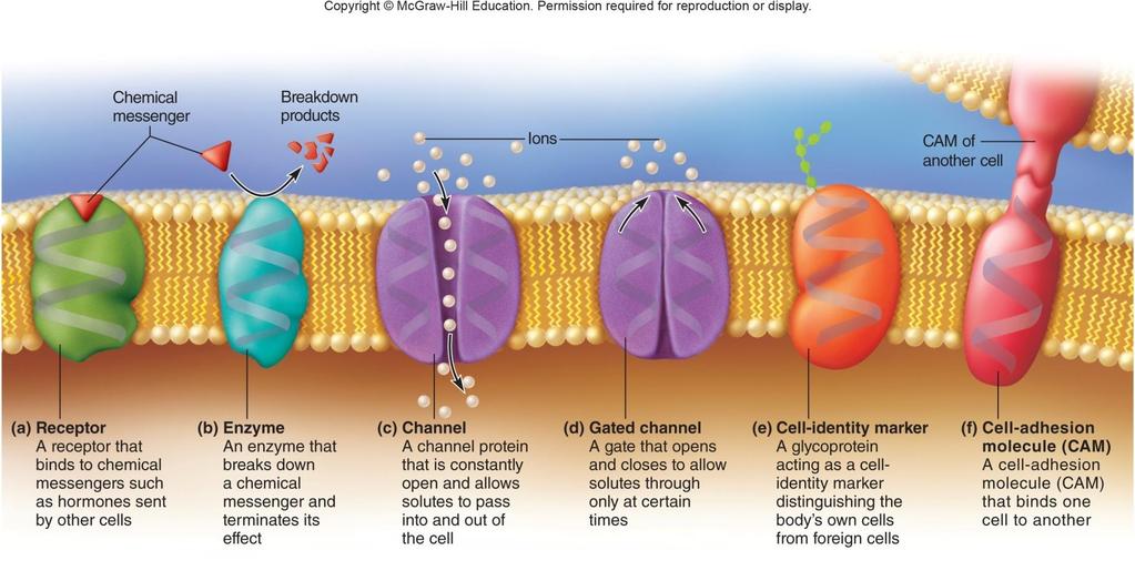 Membrane Proteins Functions of membrane proteins include: Receptors, second-messenger