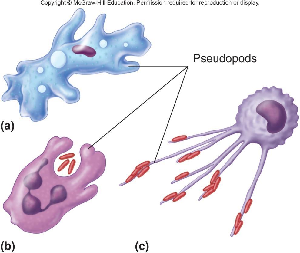 Pseudopods Pseudopods continually changing extensions of the cell that vary in shape and