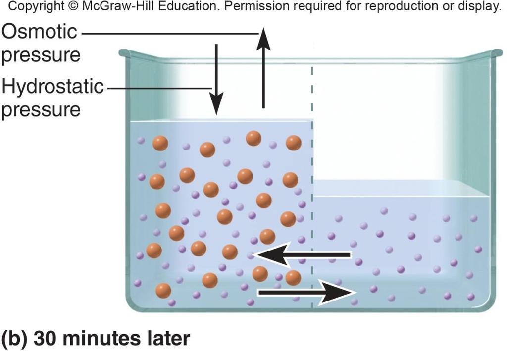 Osmosis Osmotic pressure hydrostatic pressure required to stop osmosis Increases as amount of nonpermeating solute rises