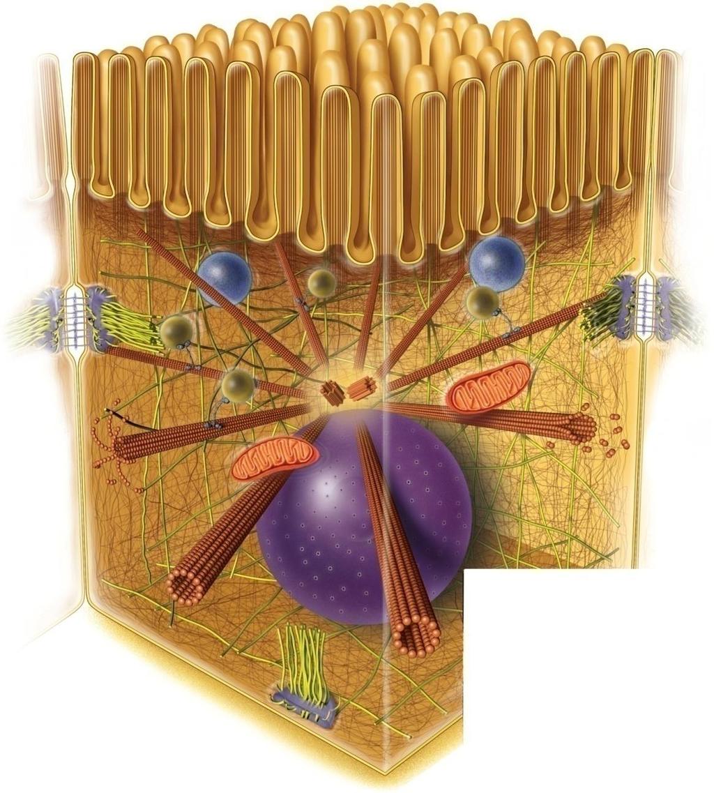 The Cytoskeleton Copyright The McGraw-Hill Companies, Inc. Permission required for reproduction or display.