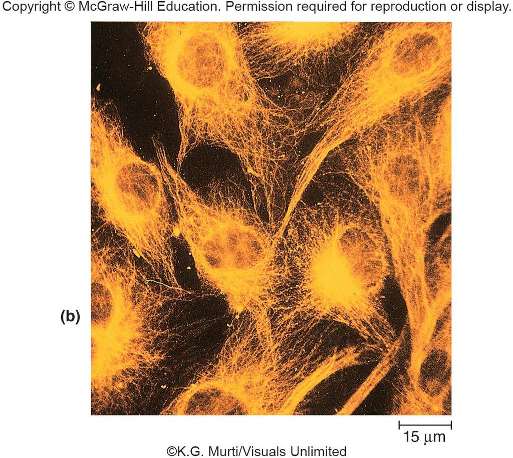 EM and Fluorescent Antibodies
