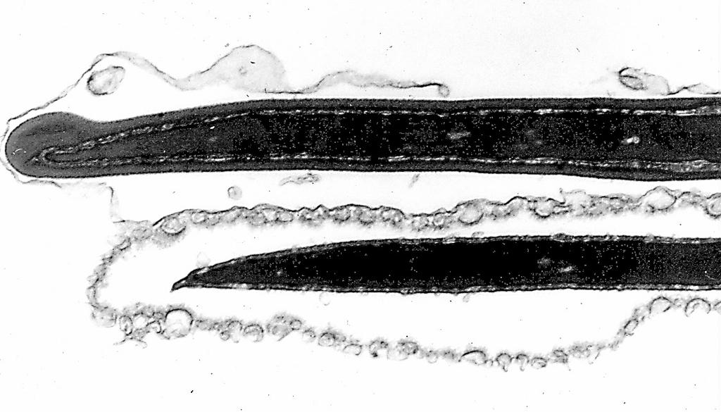 Sperm Structure Head Acrosome Neck Middle Piece Animal Science 434 Annulus Principal Piece Epididymis, Ejaculation and Semen End Piece Sperm From Different Species Sperm Head (Equatorial Segment)