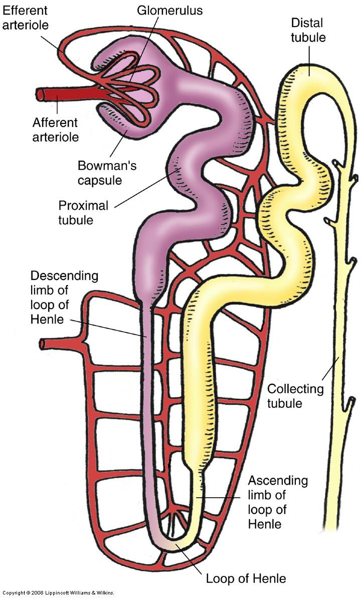 The Nephron Functional unit of the