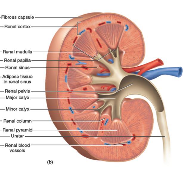 Kidney Structure Gross Anatomy Fibrous Capsule Renal Cortex Renal Columns Renal Medulla