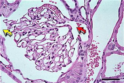 Glomerular Structures Red indicates the afferent arteriole where it enters the glomerulus at the