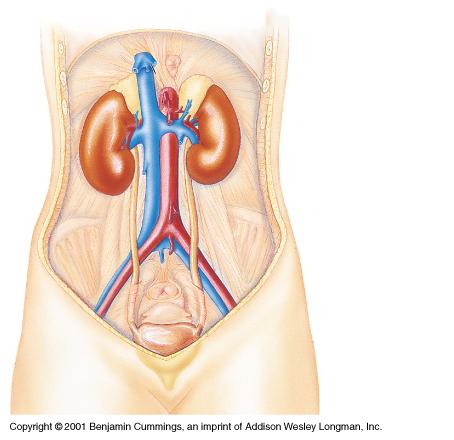 Adrenal gland Organs of The Urinary System Renal artery and vein Kidney Ureter Urinary bladder Figure 26.
