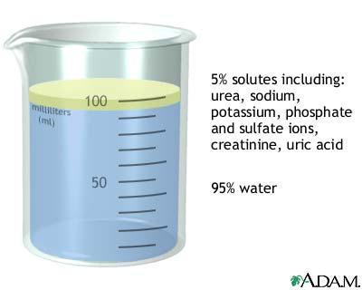 Urine Composition 95 % Water Contains urea and uric