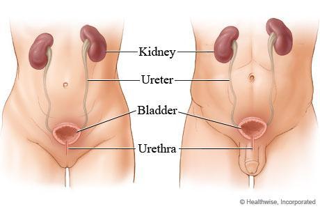 Composition consists of a pair of kidneys which remove substances from the blood ureters which transport