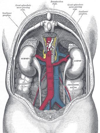17.2 Kidneys lie on either side of the vertebral column deep in the abdominal cavity positioned behind the parietal peritoneum