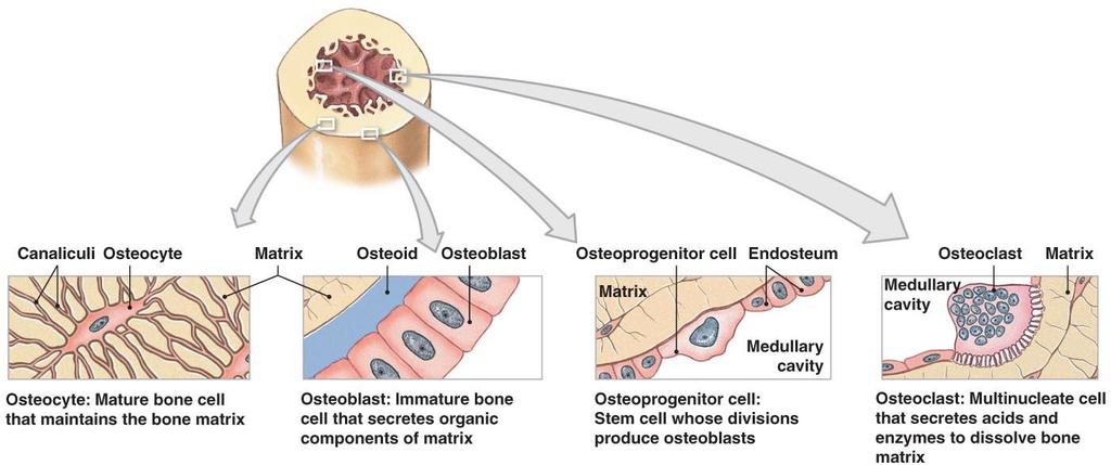 Bone (Osseous) Tissue